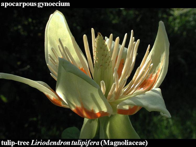 flowerspistils Ohio Plants