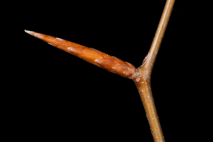 Fagus-grandifolia-twig