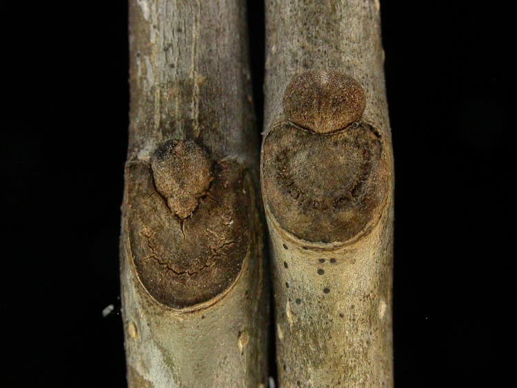 Fraxinus-americana-pensylvanica