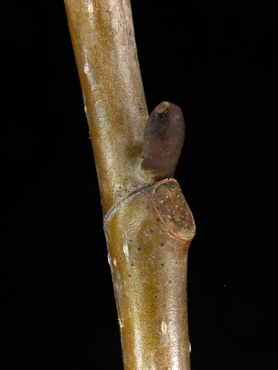Liriodendron-tuliperifera-lateral