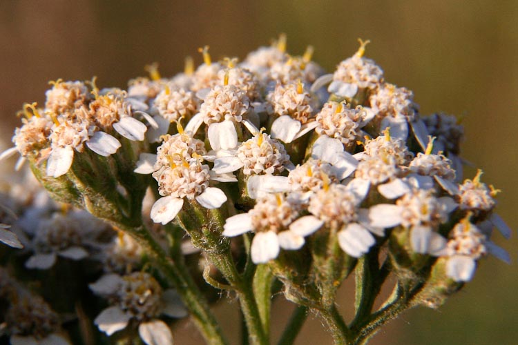 Achillea millefolium flowers