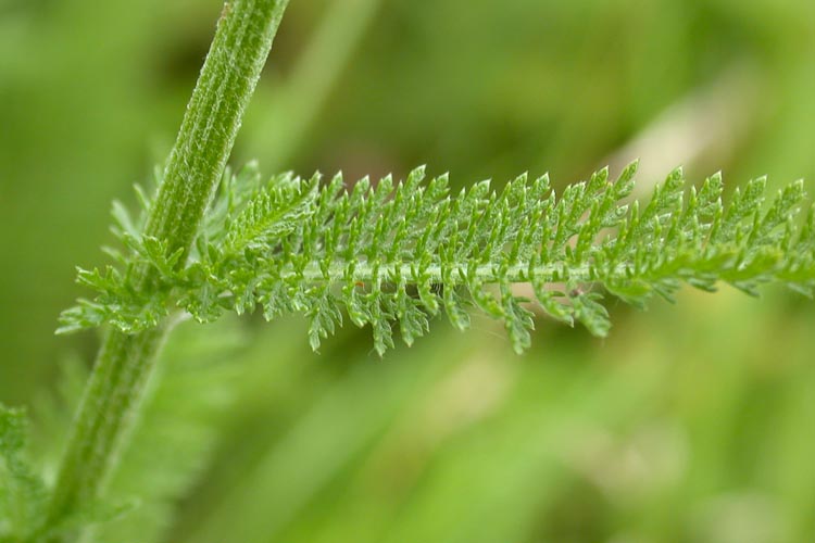 Achillea millefolium leaf