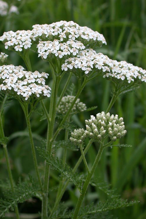 Achillea millefolium