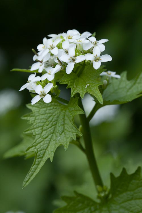 Alliaria petiolata