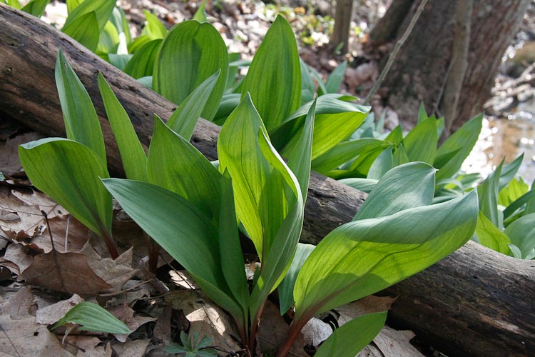 Allium tricoccum