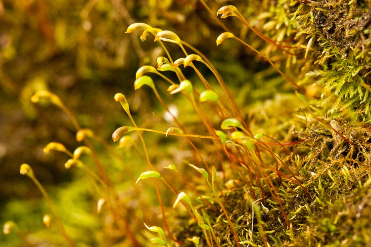 Amblystegium varium