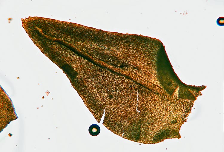Anomodon attenuatus leaf