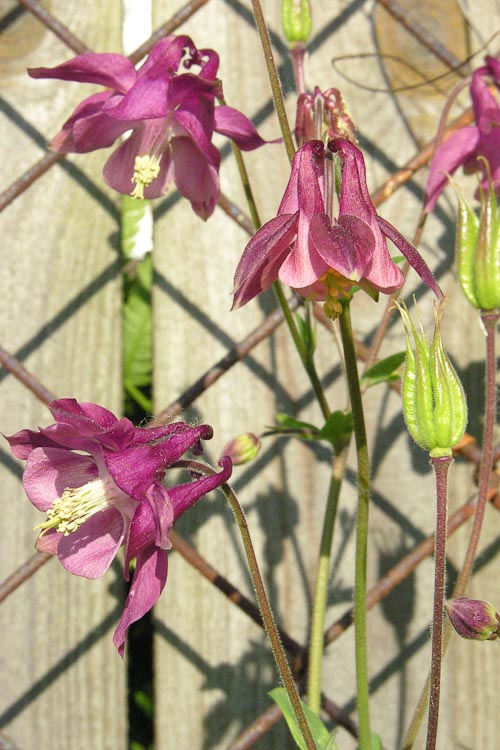 Aquilegia vulgaris