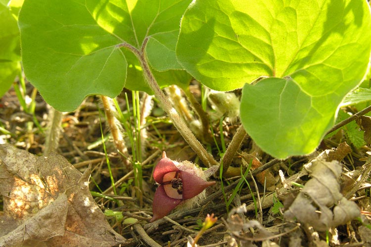 Asarum canadense