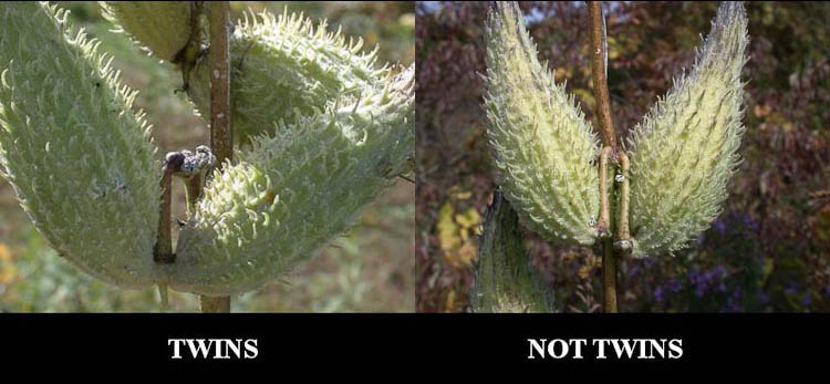 Asclepias fruits