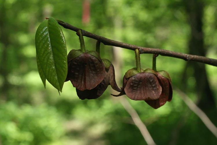 Asimina triloba