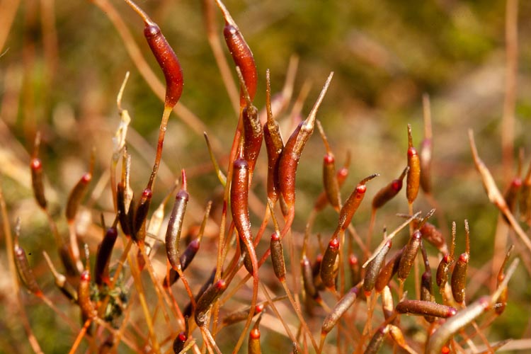 Atrichum sporophytes