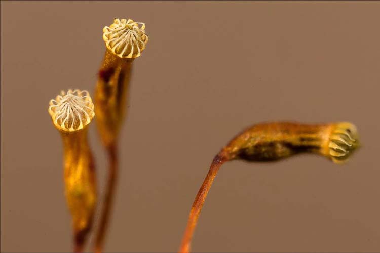 Aulocomnium heterostichum capsules