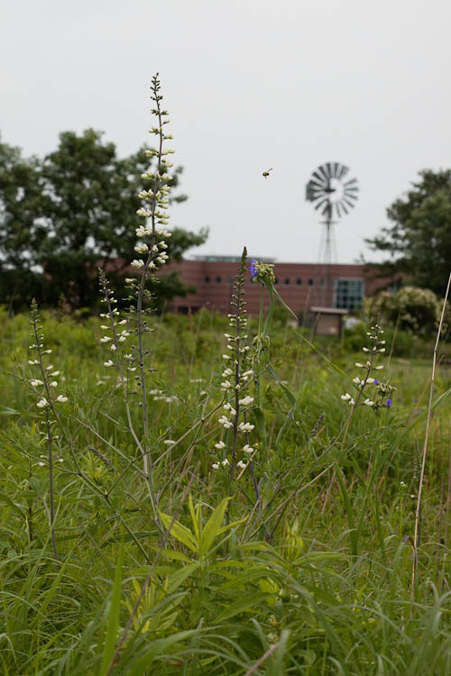 Baptisia lactea