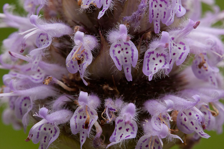 Яснотковые. Lamiaceae Labiatae. Семейство Яснотковые соцветие. Blephilia ciliata. Губоцветные плод.