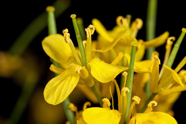 Mustard Flowers Information and Facts