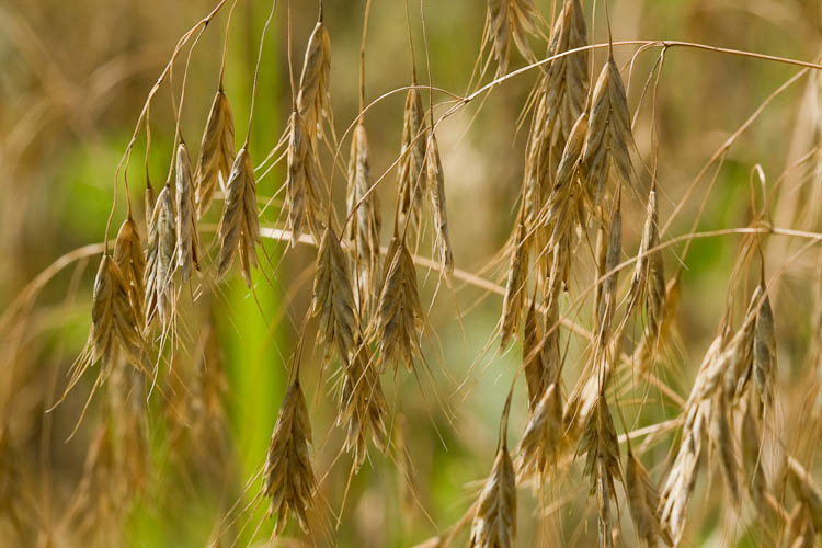 Bromus with awns