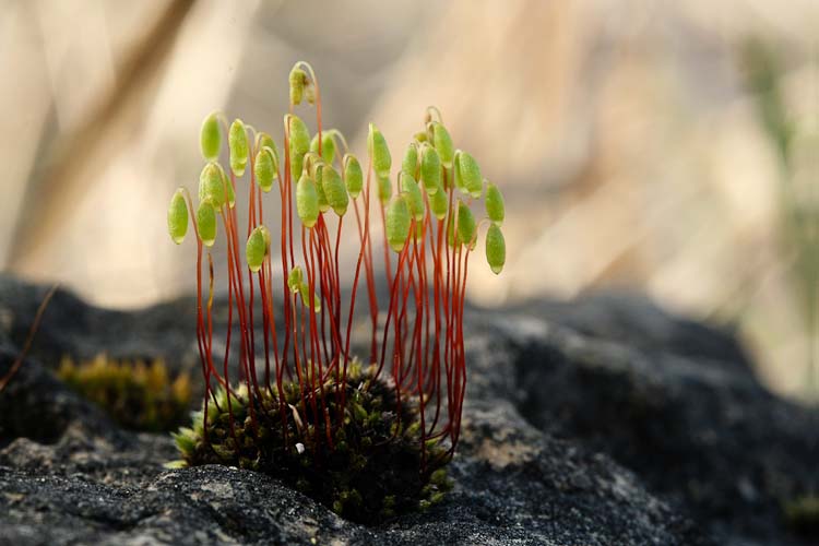 Bryum lisae var. cuspidatum