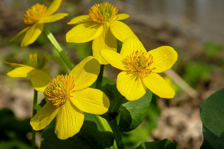 Buttercup, Description, Species, & Facts