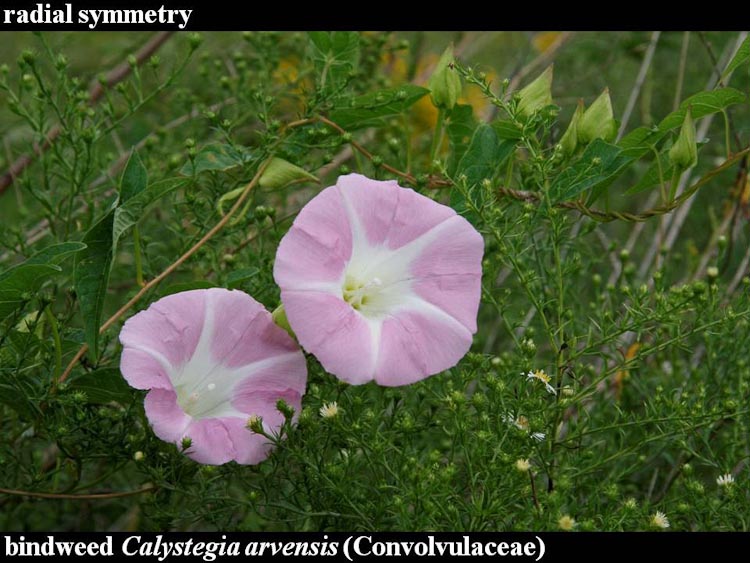 Calystegia sepium