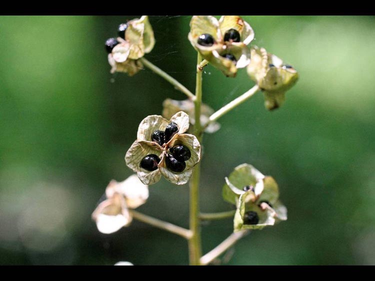 Camassia scilloides fruit