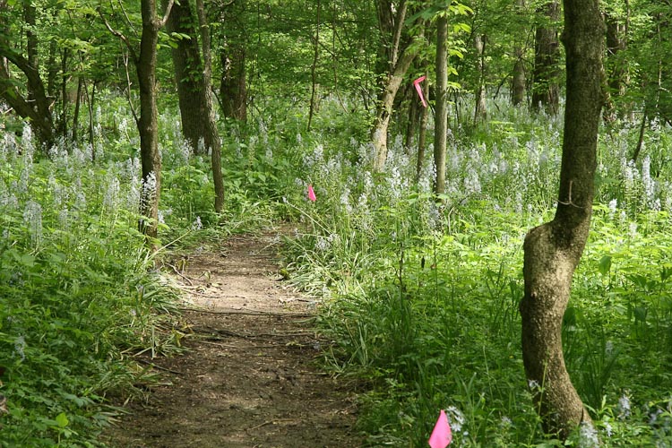 Camassia scilloides habitat