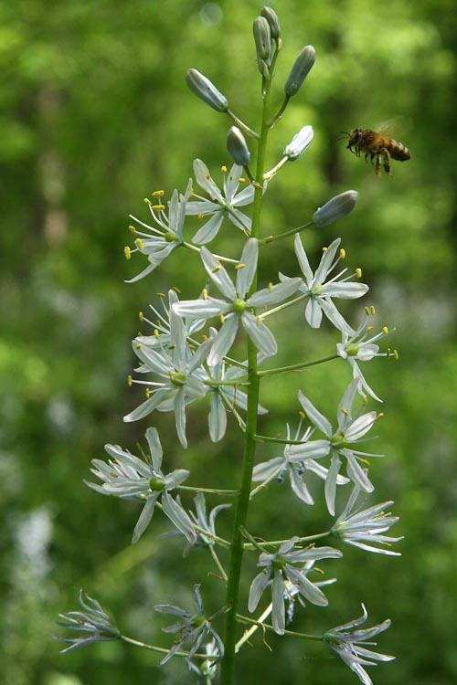 Camassia scilloides raceme