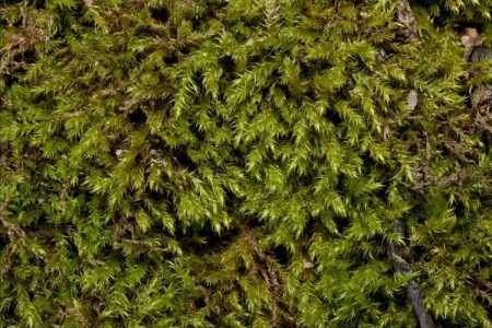 bryophytes-lifecycle – Ohio Plants