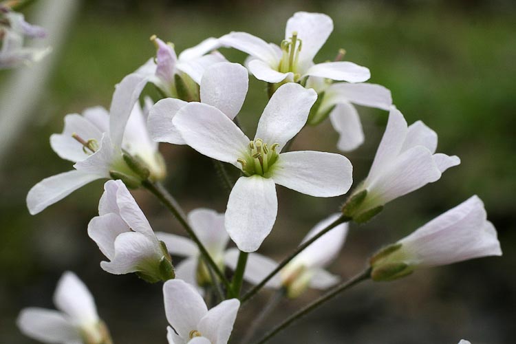 Cardamine concatenata