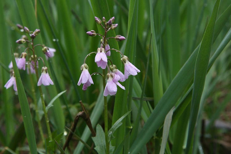 Cardamine douglassii