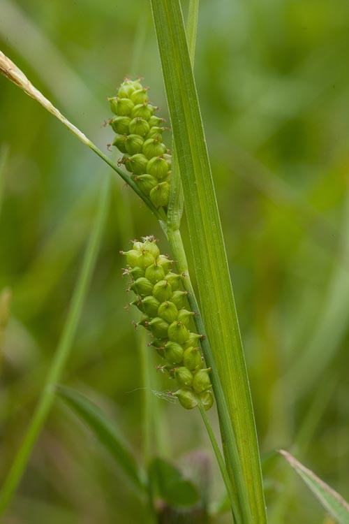 Carex granularis