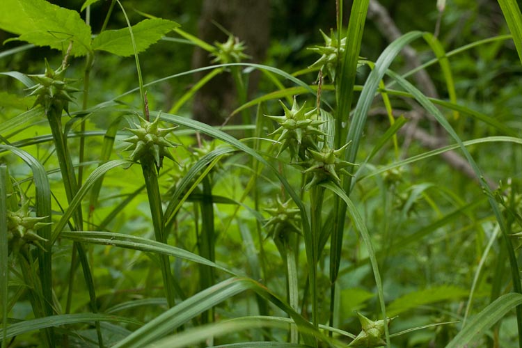 Carex grayii