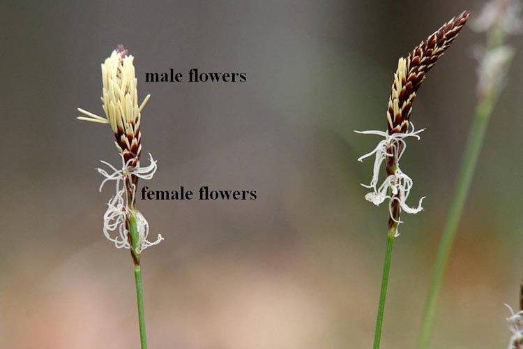 Carex pennsylvanica flower