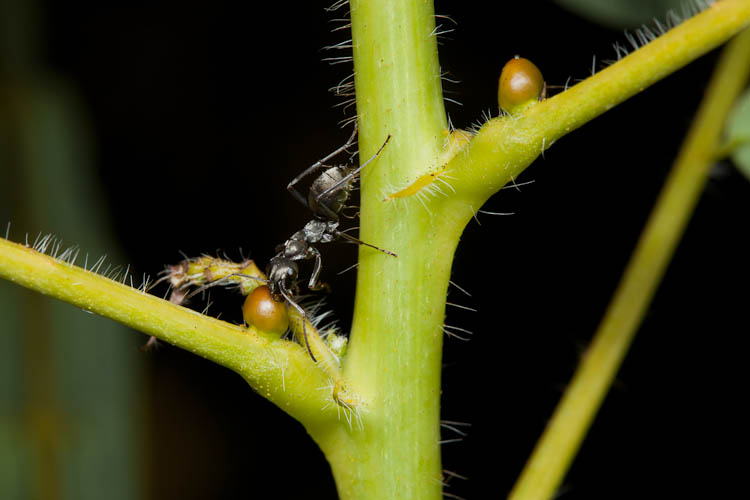 Casia hebecarpa nectary