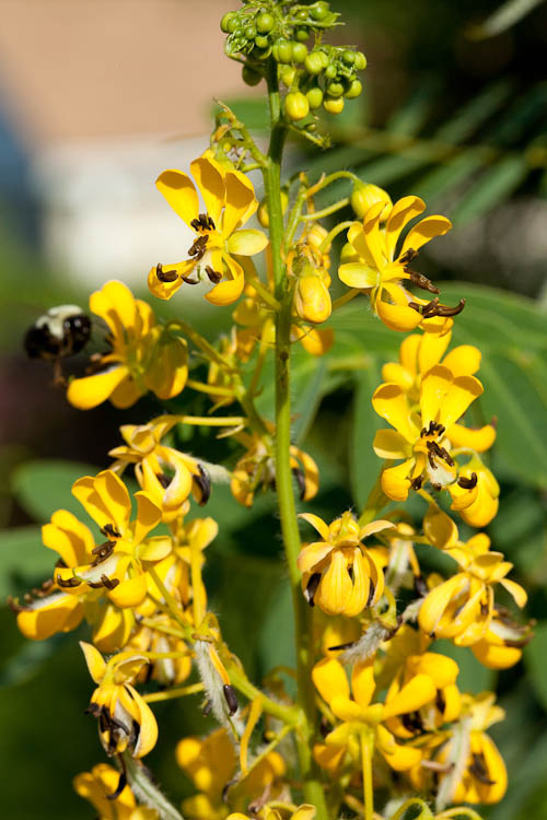 Casia hebecarpa