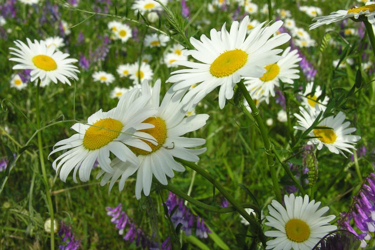 Chrysanthemum leucanthemum