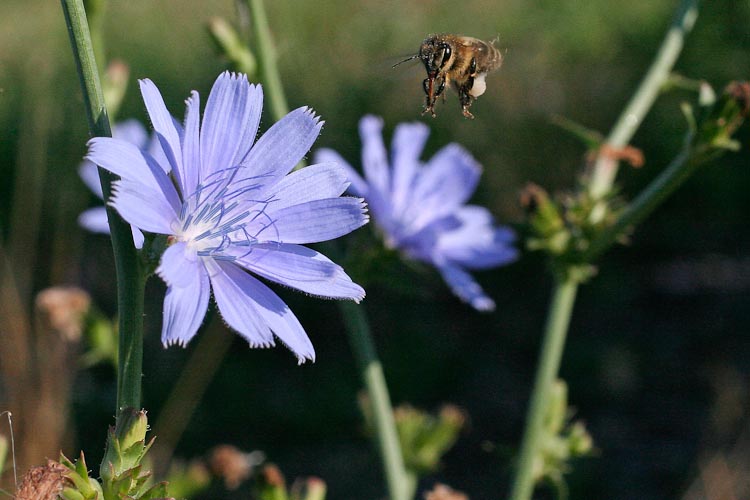 Cichorium intybus