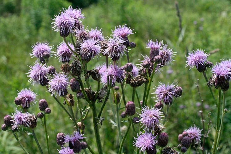 families-Asteraceae – Ohio Plants