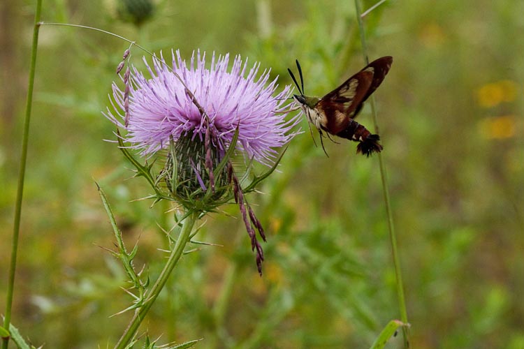 Cirsium discolor