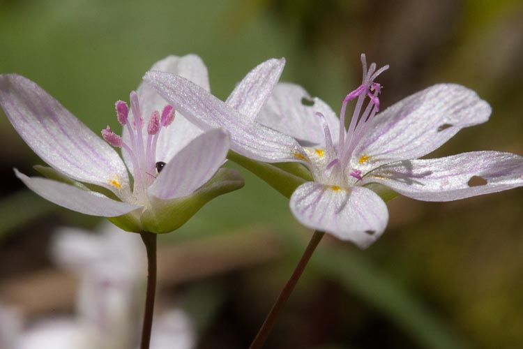 Claytonia virginica flowers