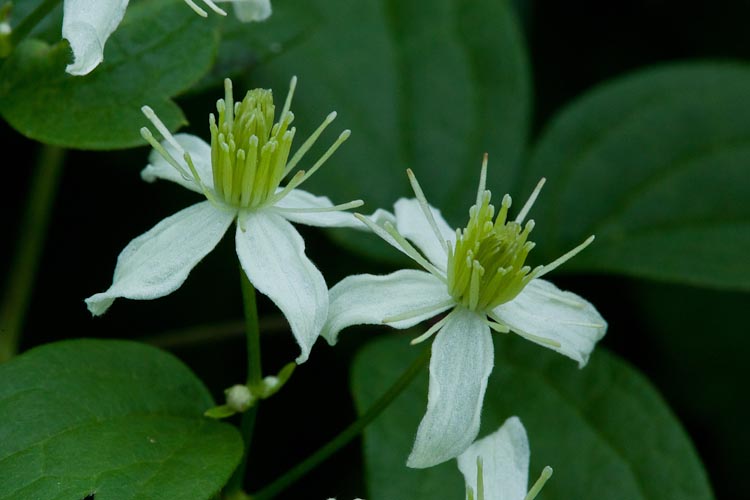 Clematis virginiana