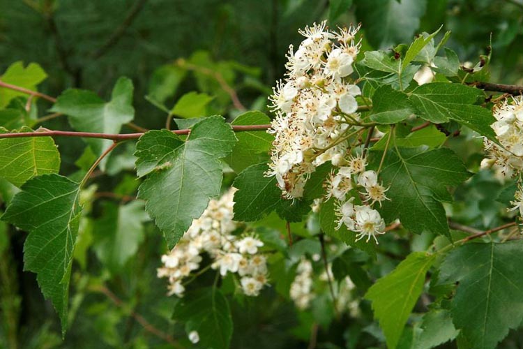 Crataegus