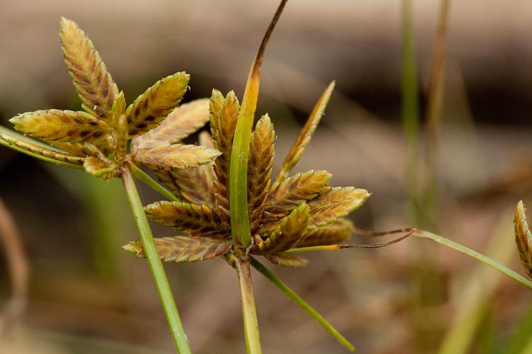 Cyperus rivularis