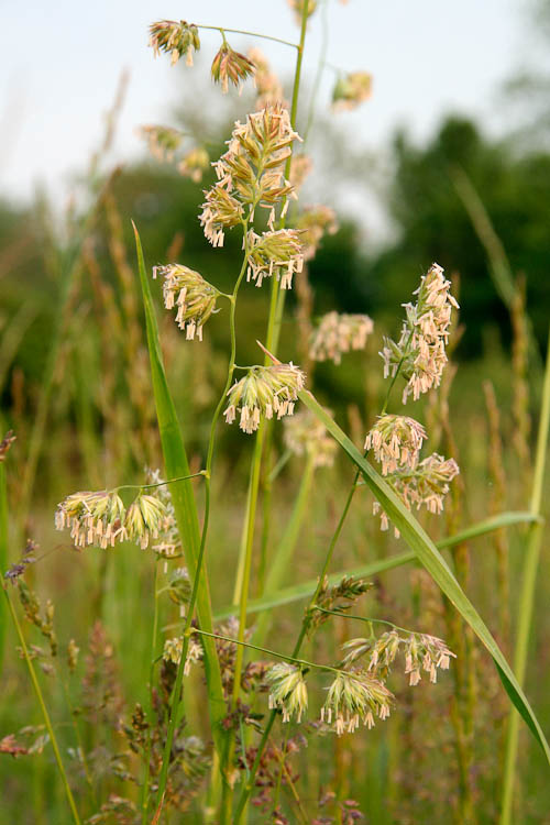 Dactylis glomerata