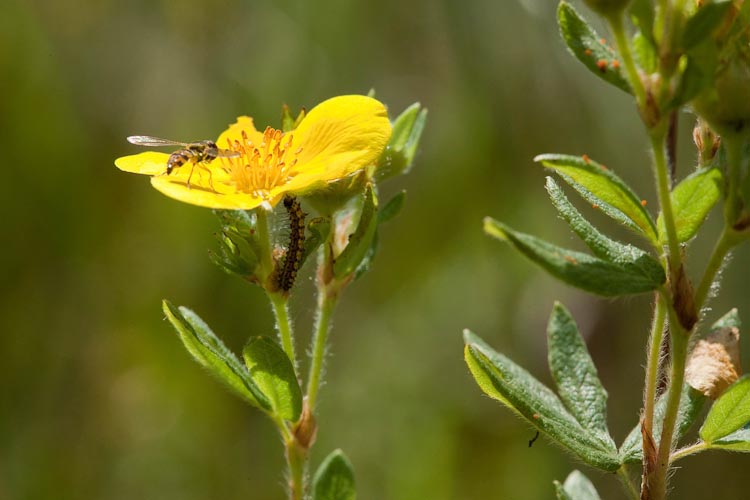 Dasiphora fruticosa