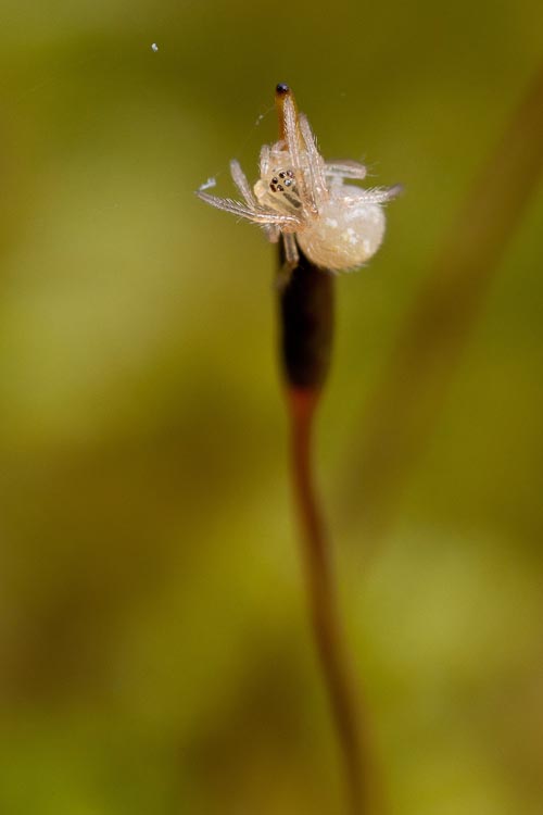 Entodon cladorrhizans spider