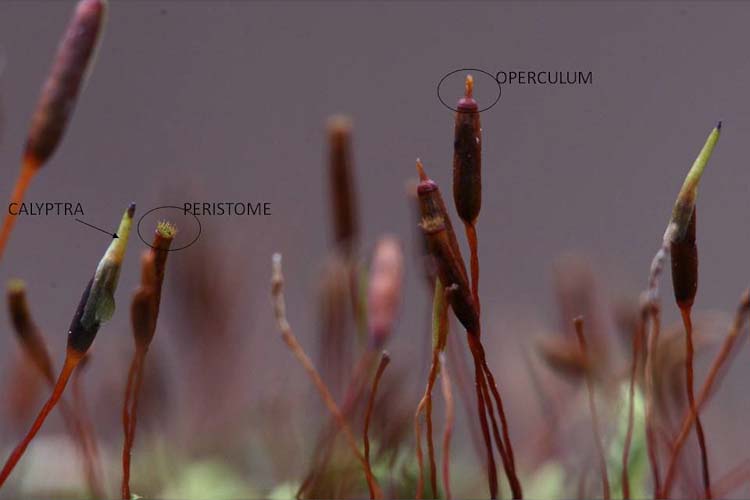 Entodon cladorrhizans sporophyte