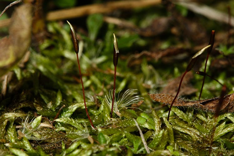 Entodon cladorrhizans sporophytes