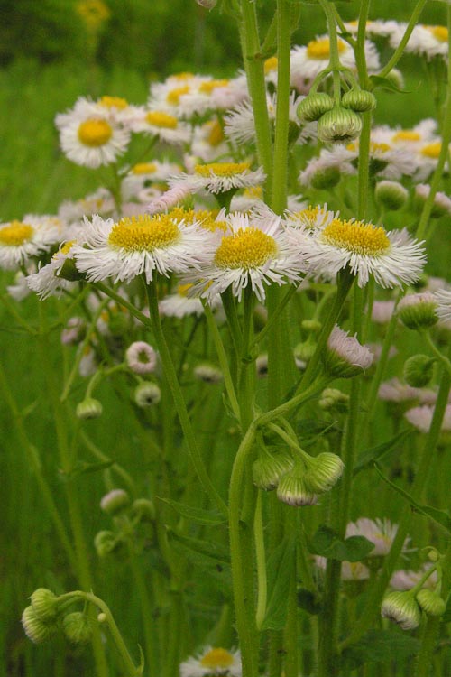 Erigeron philadelphicus