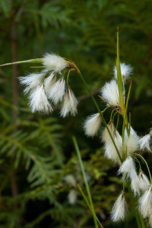 Eriphorum viridecarinatum